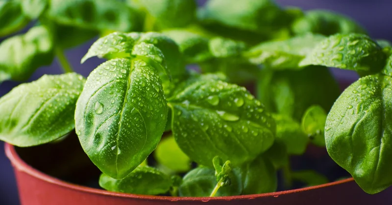 Herbes fraîches ou séchées : comment bien doser
